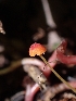  ( - HAY-F-001804)  @11 [ ] by-nc (2023) Sadie Hickey Fungal Diversity Survey