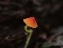  ( - HAY-F-001804)  @11 [ ] by-nc (2023) Sadie Hickey Fungal Diversity Survey