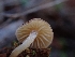  ( - HAY-F-001843)  @11 [ ] by-nc (2023) Sadie Hickey Fungal Diversity Survey