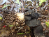  ( - HAY-F-003766)  @11 [ ] by-nc (2023) Dean Lyons Fungal Diversity Survey