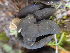  ( - HAY-F-003766)  @11 [ ] by-nc (2023) Dean Lyons Fungal Diversity Survey