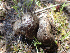  (Lyophyllum sp. CA01 - HAY-F-003768)  @11 [ ] by-nc (2023) Dean Lyons Fungal Diversity Survey