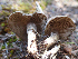  ( - HAY-F-003768)  @11 [ ] by-nc (2023) Dean Lyons Fungal Diversity Survey