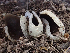  (Paragalactinia sp. CA01 - HAY-F-003764)  @11 [ ] by-nc (2023) Dean Lyons Fungal Diversity Survey