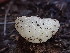  ( - HAY-F-003764)  @11 [ ] by-nc (2023) Dean Lyons Fungal Diversity Survey