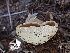  ( - HAY-F-003764)  @11 [ ] by-nc (2023) Dean Lyons Fungal Diversity Survey