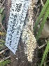  ( - HAY-F-001649)  @11 [ ] by-nc (2023) Bat Vardeh Fungal Diversity Survey