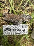  ( - HAY-F-001662)  @11 [ ] by-nc (2023) Bat Vardeh Fungal Diversity Survey