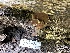  ( - HAY-F-001658)  @11 [ ] by-nc (2023) Bat Vardeh Fungal Diversity Survey