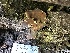  ( - HAY-F-001658)  @11 [ ] by-nc (2023) Bat Vardeh Fungal Diversity Survey