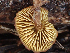  ( - HAY-F-003703)  @11 [ ] by-nc (2023) Dean Lyons Fungal Diversity Survey