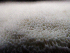  ( - HAY-F-003754)  @11 [ ] by-nc (2023) Dean Lyons Fungal Diversity Survey