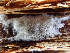  ( - HAY-F-003754)  @11 [ ] by-nc (2023) Dean Lyons Fungal Diversity Survey