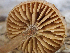 ( - HAY-F-003678)  @11 [ ] by-nc (2023) Dean Lyons Fungal Diversity Survey