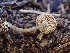  ( - HAY-F-003678)  @11 [ ] by-nc (2023) Dean Lyons Fungal Diversity Survey