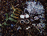  ( - HAY-F-003752)  @11 [ ] by-nc (2023) Dean Lyons Fungal Diversity Survey