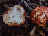  ( - HAY-F-003752)  @11 [ ] by-nc (2023) Dean Lyons Fungal Diversity Survey