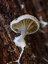  ( - HAY-F-003749)  @11 [ ] by-nc (2023) Dean Lyons Fungal Diversity Survey