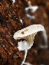  ( - HAY-F-003749)  @11 [ ] by-nc (2023) Dean Lyons Fungal Diversity Survey
