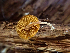  ( - HAY-F-003709)  @11 [ ] by-nc (2023) Dean Lyons Fungal Diversity Survey