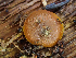  ( - HAY-F-003709)  @11 [ ] by-nc (2023) Dean Lyons Fungal Diversity Survey