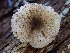  ( - HAY-F-003707)  @11 [ ] by-nc (2023) Dean Lyons Fungal Diversity Survey