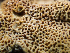  (Phellinus viticola - HAY-F-003725)  @11 [ ] by-nc (2023) Dean Lyons Fungal Diversity Survey