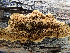  ( - HAY-F-003725)  @11 [ ] by-nc (2023) Dean Lyons Fungal Diversity Survey