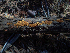  ( - HAY-F-003725)  @11 [ ] by-nc (2023) Dean Lyons Fungal Diversity Survey