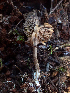  ( - HAY-F-003729)  @11 [ ] by-nc (2023) Dean Lyons Fungal Diversity Survey