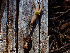  ( - HAY-F-003732)  @11 [ ] by-nc (2023) Dean Lyons Fungal Diversity Survey