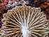 ( - HAY-F-003721)  @11 [ ] by-nc (2023) Dean Lyons Fungal Diversity Survey