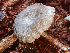  ( - HAY-F-003721)  @11 [ ] by-nc (2023) Dean Lyons Fungal Diversity Survey