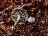  ( - HAY-F-003721)  @11 [ ] by-nc (2023) Dean Lyons Fungal Diversity Survey