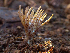  ( - HAY-F-003733)  @11 [ ] by-nc (2023) Dean Lyons Fungal Diversity Survey