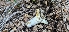  (Russula sp. CA07 - HAY-F-002177)  @11 [ ] by-nc (2023) Thea Chesney Fungal Diversity Survey