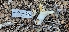  ( - HAY-F-002177)  @11 [ ] by-nc (2023) Thea Chesney Fungal Diversity Survey