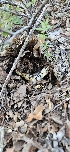  ( - HAY-F-002177)  @11 [ ] by-nc (2023) Thea Chesney Fungal Diversity Survey