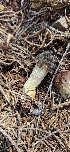  (Morchella sp. CA02 - HAY-F-002185)  @11 [ ] by-nc (2023) Thea Chesney Fungal Diversity Survey