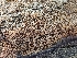  ( - HAY-F-002942)  @11 [ ] by-nc (2023) Stu Pickell Fungal Diversity Survey