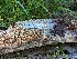 ( - HAY-F-002942)  @11 [ ] by-nc (2023) Stu Pickell Fungal Diversity Survey
