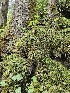  ( - HAY-F-000759)  @11 [ ] by (2023) Mandy Hackney Fungal Diversity Survey