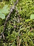  ( - HAY-F-000759)  @11 [ ] by (2023) Mandy Hackney Fungal Diversity Survey