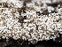  ( - HAY-F-002167)  @11 [ ] by-nc (2023) Stu Pickell Fungal Diversity Survey