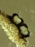  ( - HAY-F-002648)  @11 [ ] c (2023) Rudy Diaz Fungal Diversity Survey