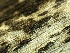 ( - HAY-F-002648)  @11 [ ] c (2023) Rudy Diaz Fungal Diversity Survey