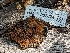  ( - HAY-F-007942)  @11 [ ] by-nc (2023) Stu Pickell Fungal Diversity Survey