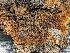  ( - HAY-F-007942)  @11 [ ] by-nc (2023) Stu Pickell Fungal Diversity Survey