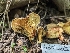  ( - HAY-F-005306)  @11 [ ] by-nc (2023) Stu Pickell Fungal Diversity Survey