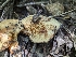  ( - HAY-F-005306)  @11 [ ] by-nc (2023) Stu Pickell Fungal Diversity Survey